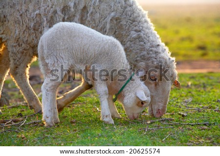 cute little lamb and sheep on field