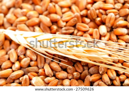 golden wheat ear and seeds