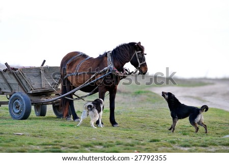 horse and dogs barking on field
