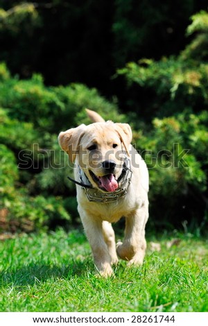 pretty golden labrador running
