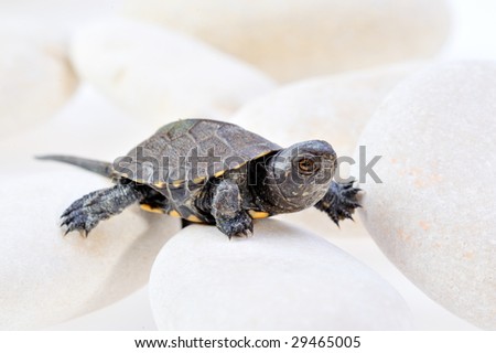 little turtle isolated on white background