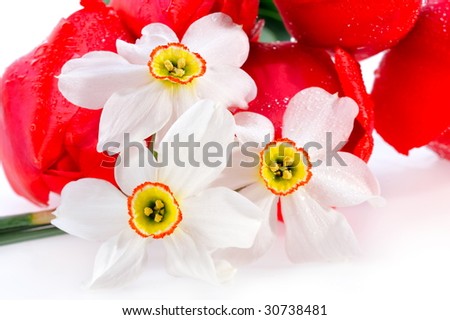 spring flowers isolated on white background