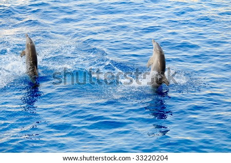 happy dolphins jumping out of the water