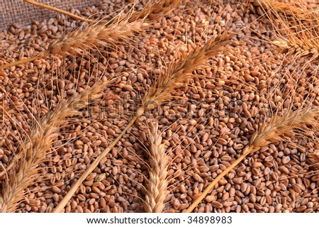 dried wheat ears and seeds