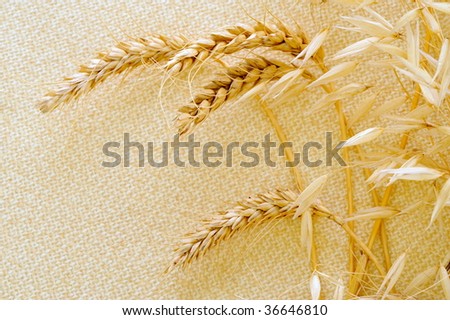 dried cereal plants