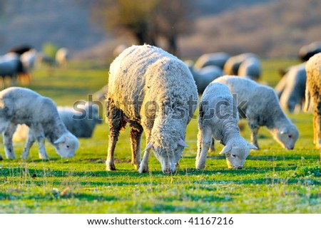 sheep with cute little lambs on field in spring
