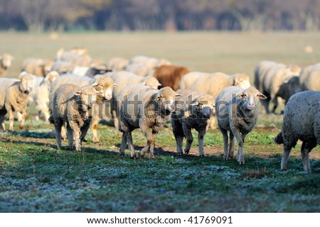 flock of sheep on field in autumn