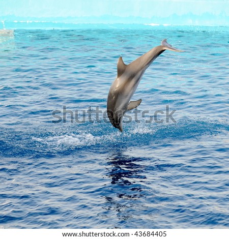 happy dolphin jumping out of the water
