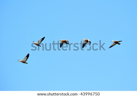 Wild Geese Flying