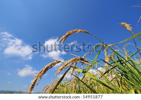 stock photo : closeup of rice on plantation