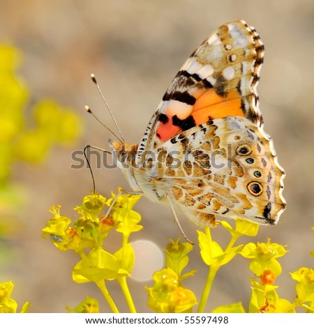 Butterfly In Natural Habitat (Argynnis Pandora) Stock P