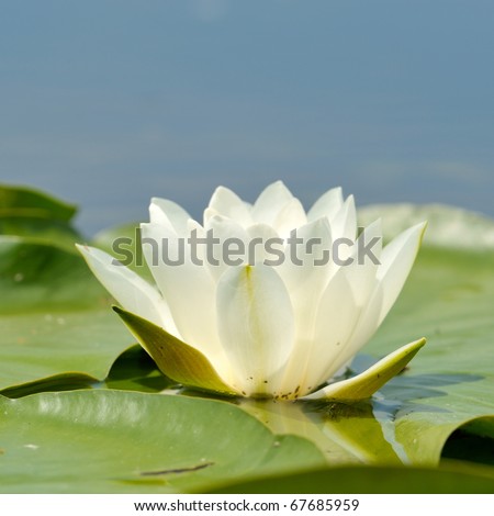 white water lily on the lake (Nymphaea alba)