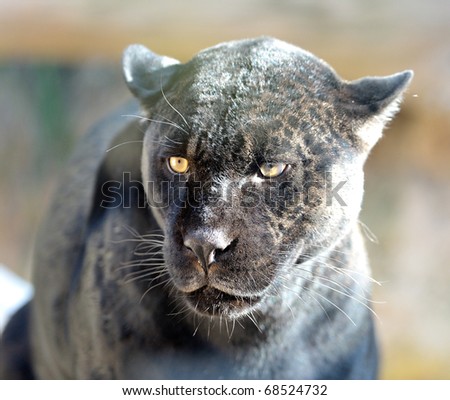 black jaguar