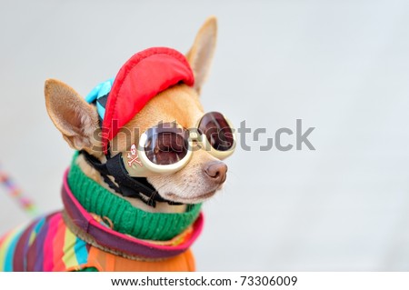 funny chihuahua wearing tiny clothes