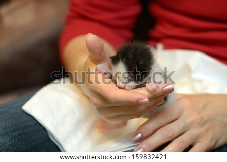 tiny orphan kitten in woman hands