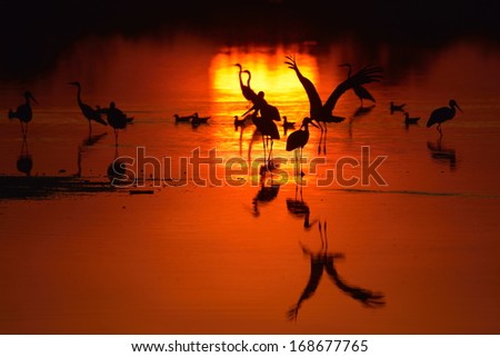 birds silhouettes at sunset