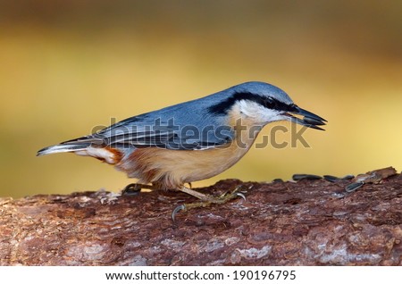 nuthatch bird in natural habitat (sitta europaea)