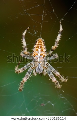 spider in natural habitat sitting on its net