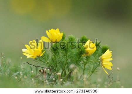 Yellow Pheasant\'s eye. Spring flower on calcareous dry meadow. Warm Colors. Very rare endangered wild flower. Soft and Lovely Bokeh