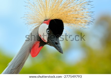 The Grey Crowned Crane (Balearica regulorum)