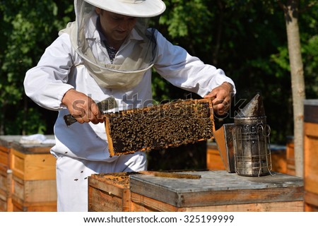 Beekeeper holding frame of honeycomb with working bees outdoor