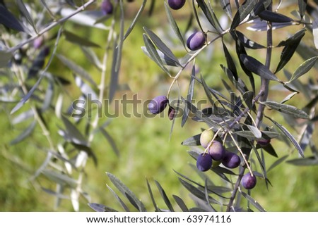 Olive field trees, branch details with olives growing.
