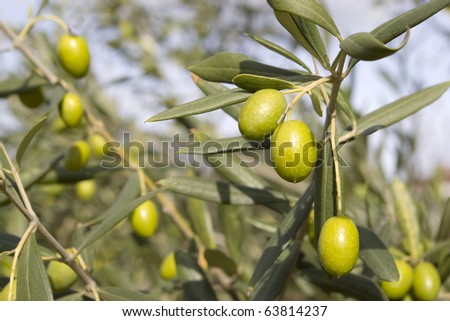 Olive field trees, branch details with olives.