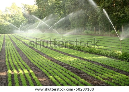 Water sprinkler system working on a nursery plantation