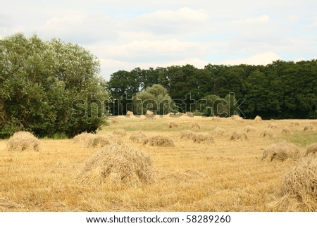 Harvest - sheafs of cereal on a field