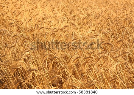 Field of rye at a sunset