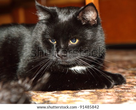 Black cat playing on a carpet
