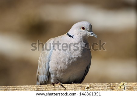 Eurasian Collared-Dove (Streptopelia decaocto)