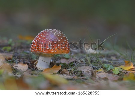 Mushroom in the wood