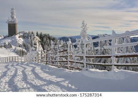Snow and trees in winter on sunny day, Poiana Brasov, Romania