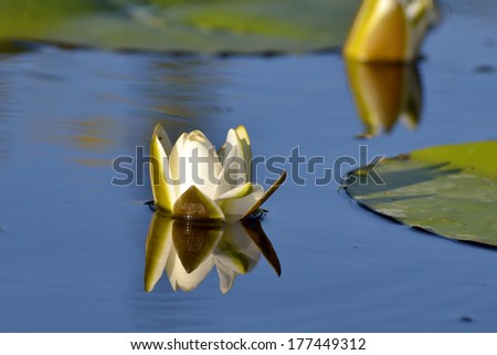 Water lily  with blue water