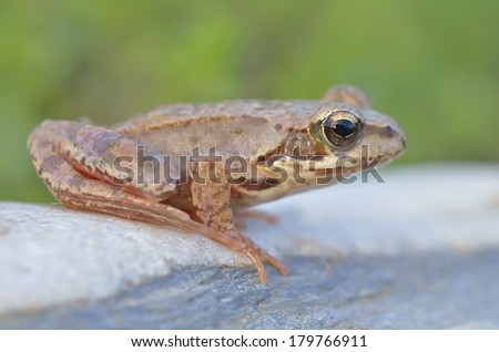 The Common Frog, Rana temporaria also known as the European Common Frog