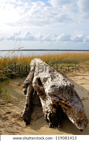 Along the shore in North Carolina with an old log and  grass blowing in the breeze. Colors include green, gold and blue.