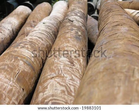 Logs cut for use as telephone poles