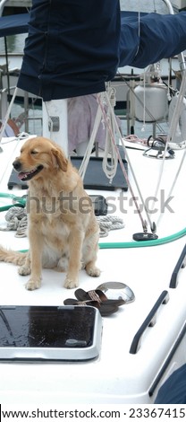 dog on a boat while in port