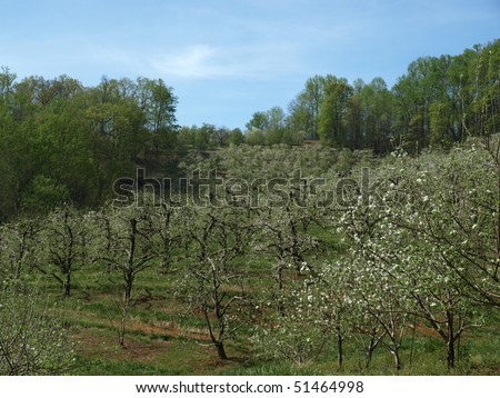 An apple orchard in western North Carolina