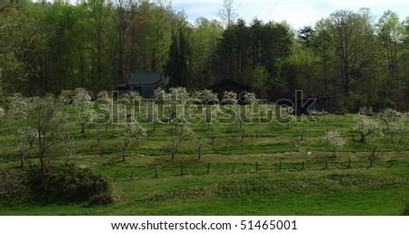 Apple trees on a hillside orchid in western North Carolina