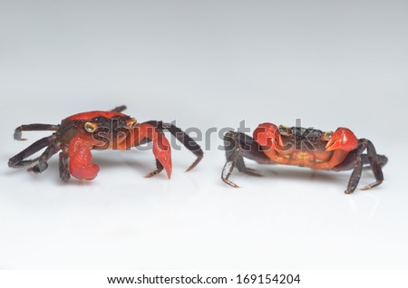 Red devil crabs macro on white background