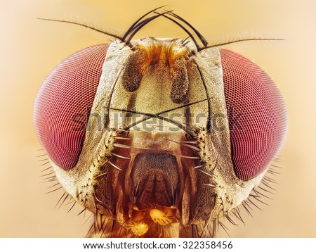 Drosophila melanogaster fruit fly extreme close up macro