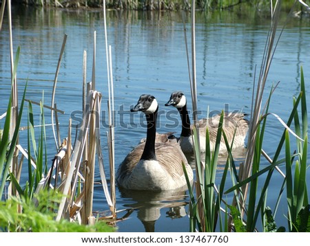 Canada Geese Parents