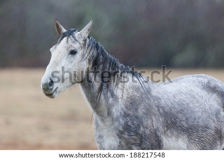 Grey horse in the rain
