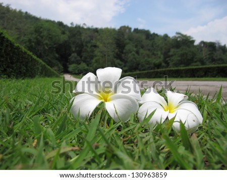 Closed up of white frangipani flowers fall on the grass areas.