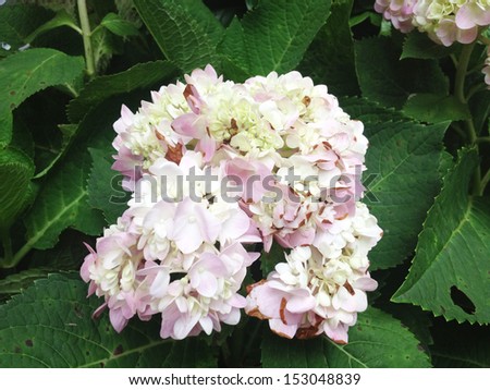 Bouquet of white and purple hydrangea flower and leaves
