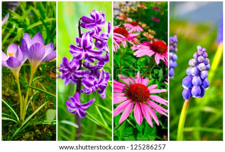 set of cone flower, crocus, Hyacinth and Bluebells flower