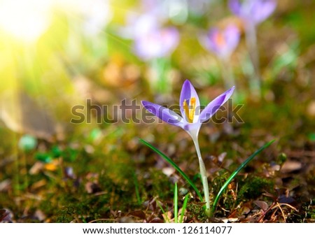 Spring purple crocus flowers with sunlight