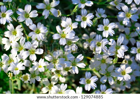 Gypsophila repens - of flowering plant of the family Caryophyllaceae, native to the mountains of central and southern Europe